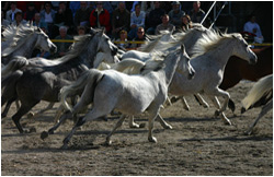 Marbacher Hengstparade
