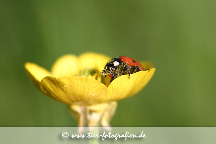 Marienkäfer auf Butterblume