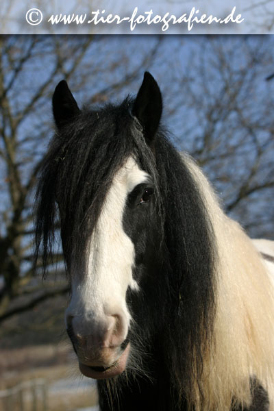 Irish Tinker