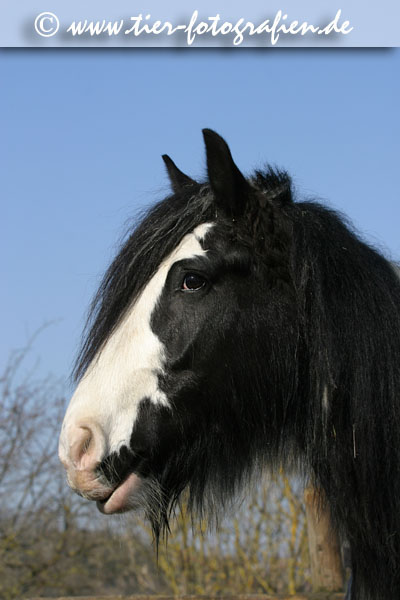 Irish Tinker