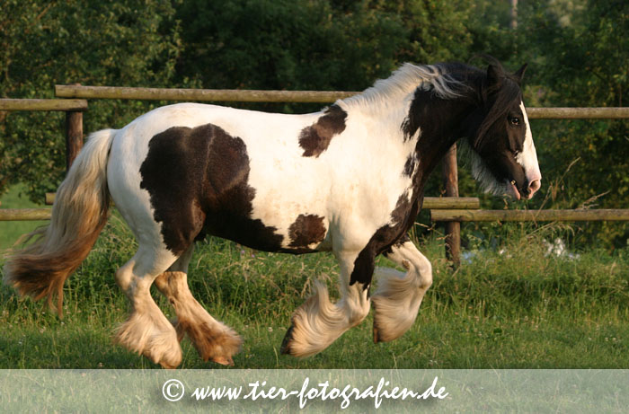 Irish Tinker im Galopp