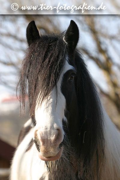 Irish Tinker