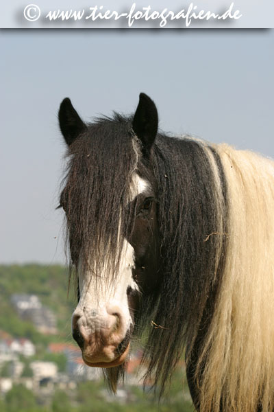 Irish Tinker