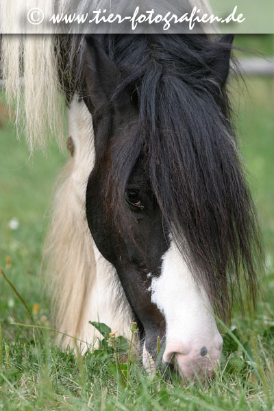 Irish Tinker