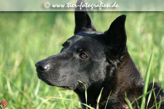 Spitz Mischling
