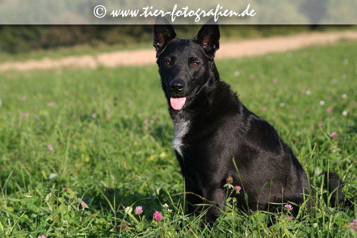 Spitz Mischling