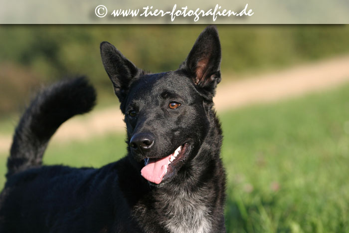 Spitz Mischling