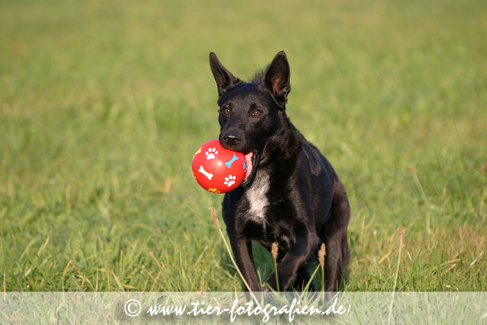 Spitz Mischling