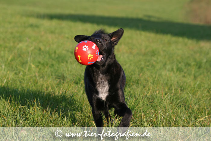 Spitz Mischling