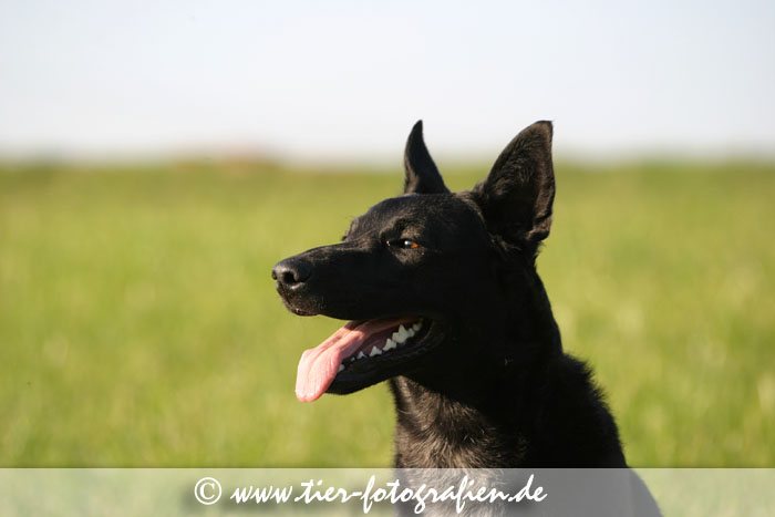 Spitz Mischling