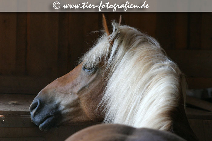 Haflinger Wallach