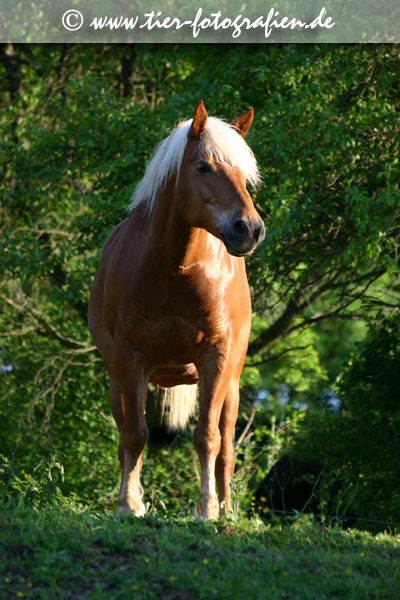 Haflinger