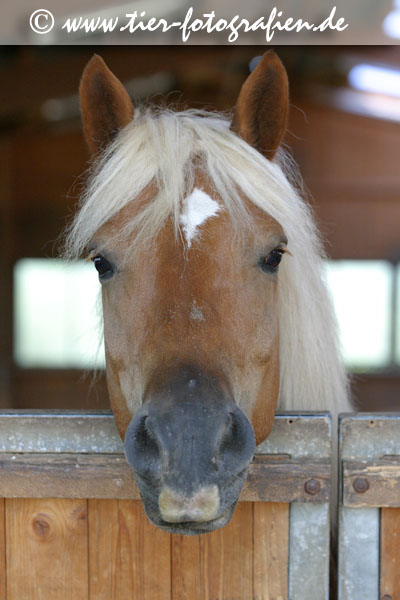 Haflinger Wallach