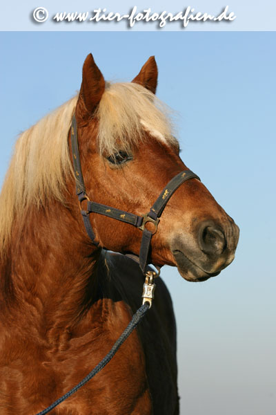 Haflinger Portrait