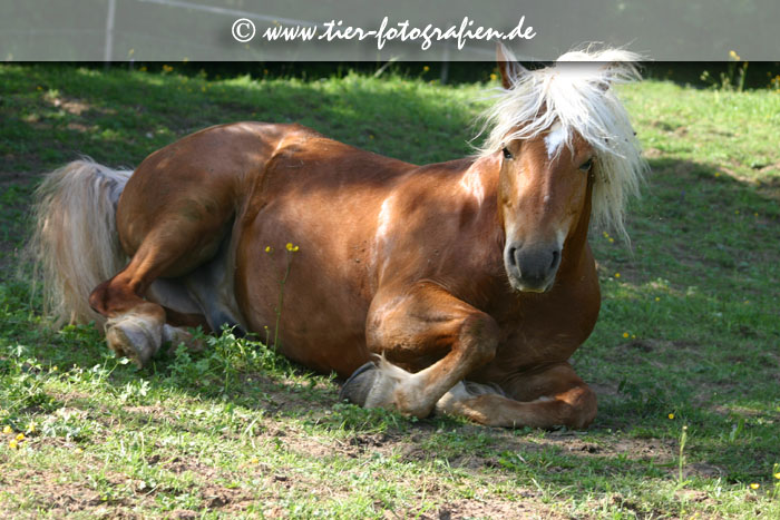 Haflinger