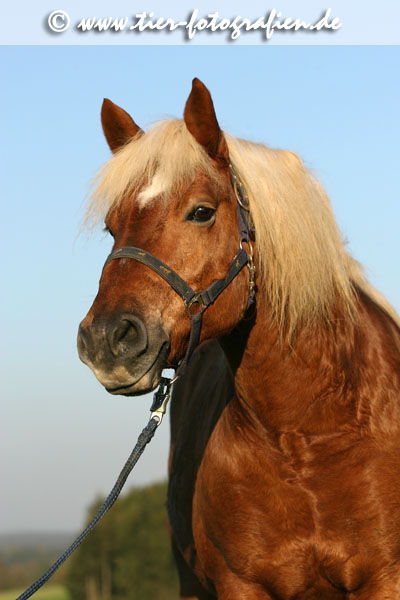 Haflinger Portrait