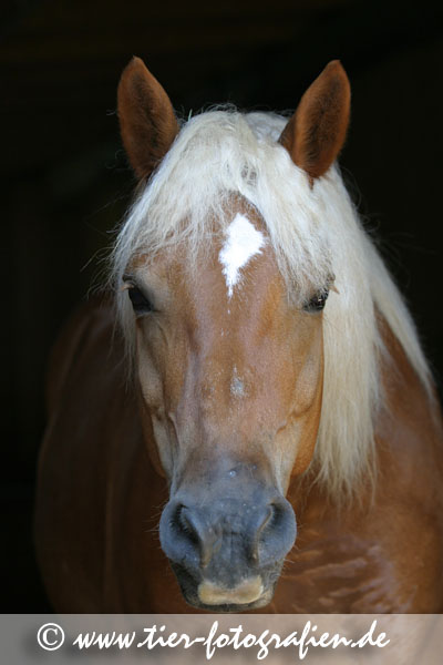 Haflinger Wallach