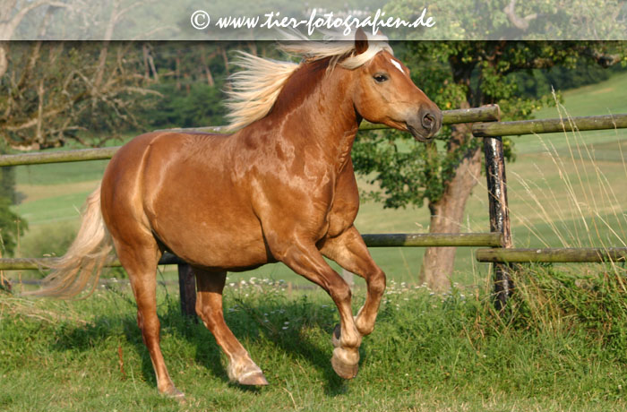 Haflinger Wallach  im Galopp