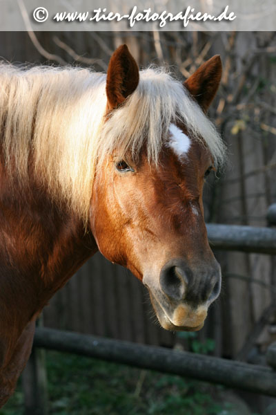 Haflinger Wallach