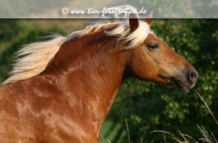 Haflinger Wallach