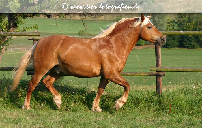 Haflinger Wallach im Trab