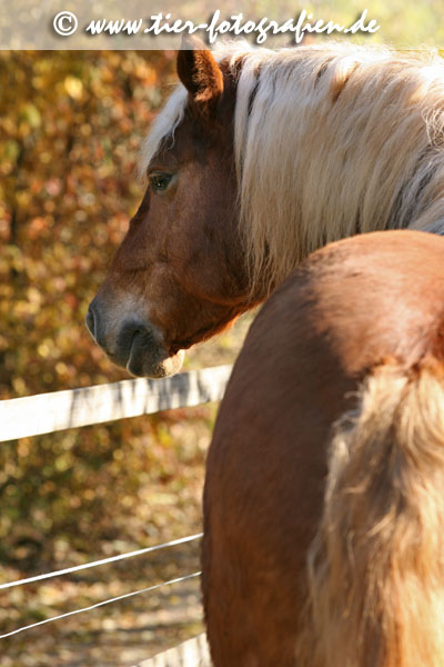 Haflinger Wallach