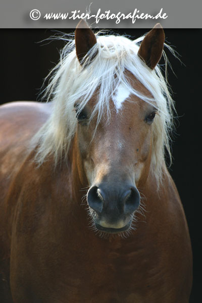 Haflinger Wallach