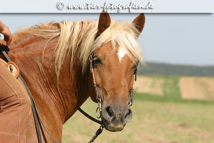 Haflinger Wallach