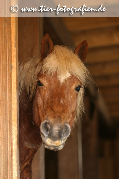 Haflinger Portrait