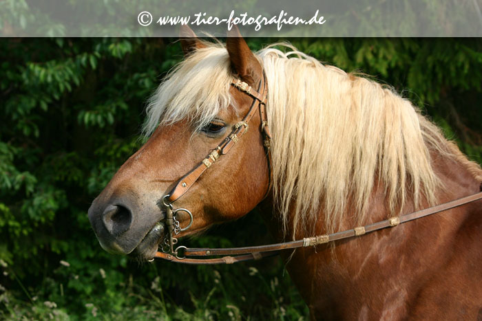 Haflinger mit Pelham
