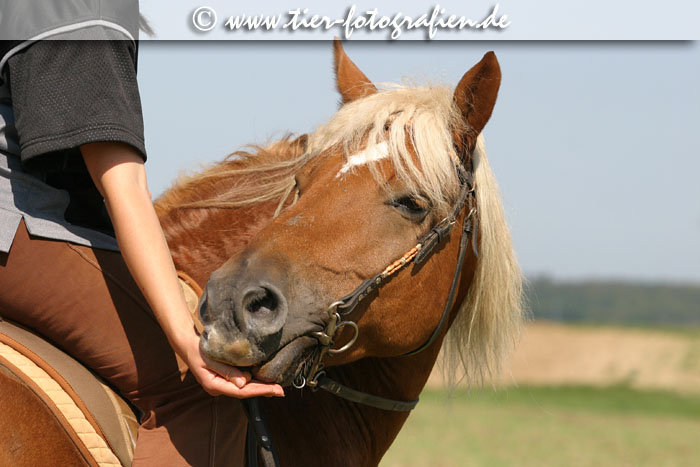 Haflinger