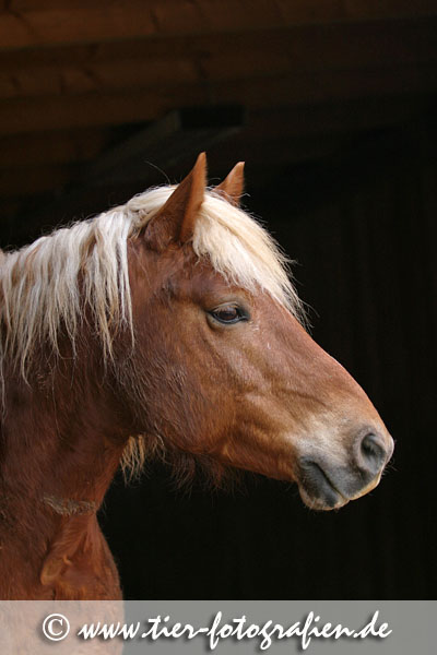 Haflinger Wallach