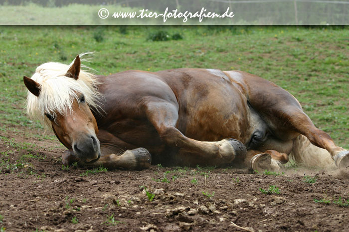 Haflinger