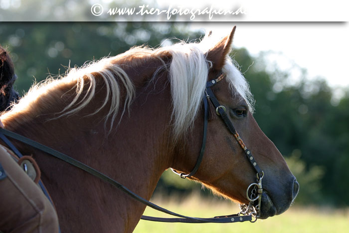 Haflinger