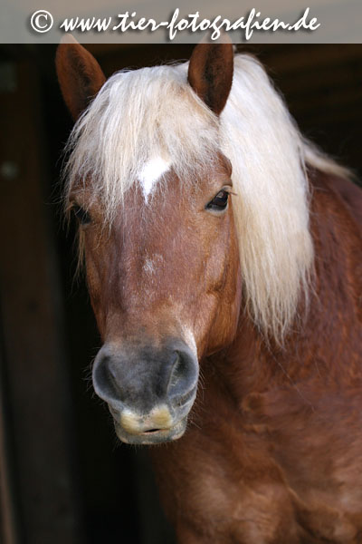 Haflinger Wallach