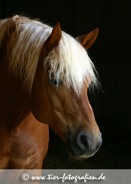 Haflinger Portrait