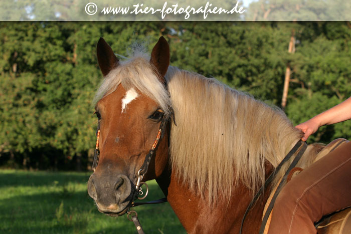Haflinger