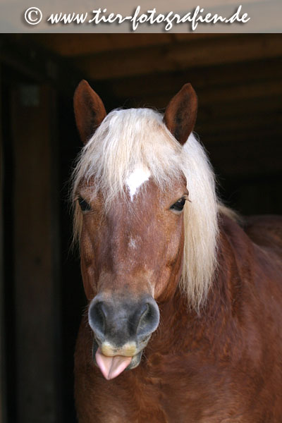 Haflinger Wallach