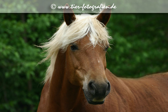 Haflinger Wallach