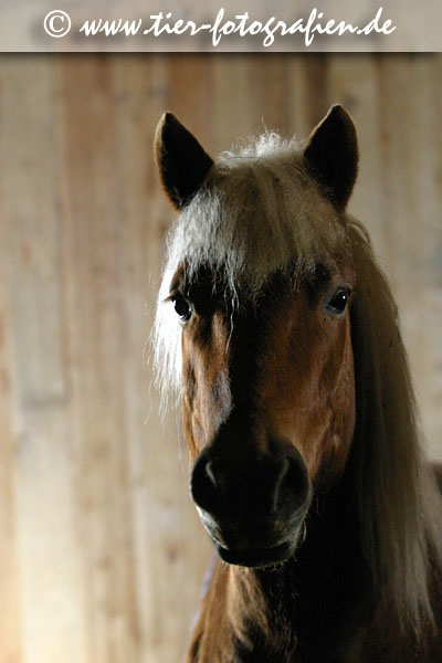 Haflinger Wallach