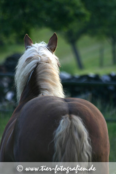 Haflinger
