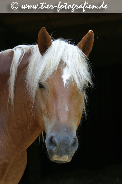 Haflinger Wallach