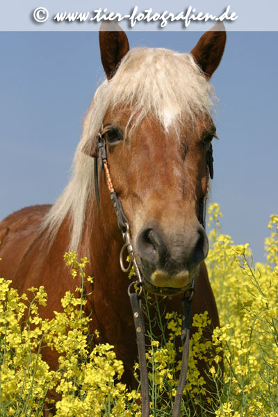 Haflinger Wallach