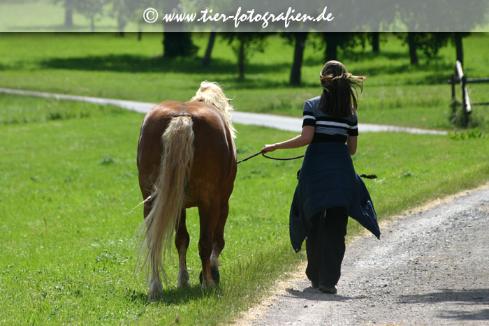 Haflinger