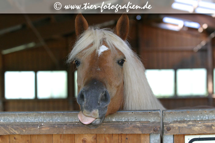Haflinger Wallach