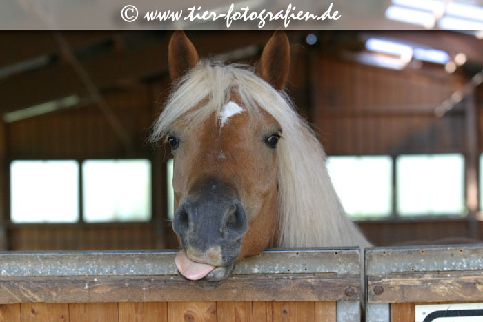 Haflinger