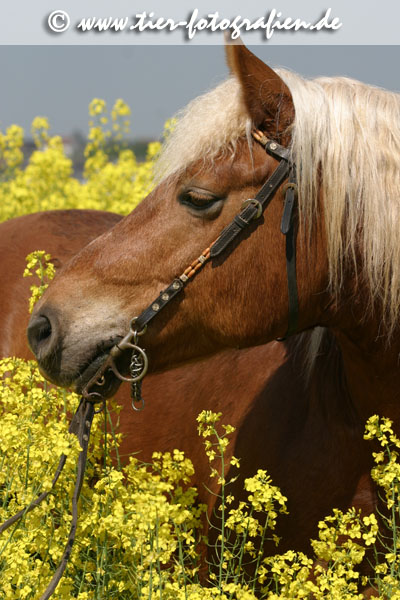 Haflinger Wallach