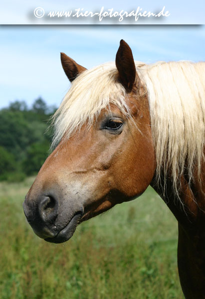 Haflinger Wallach