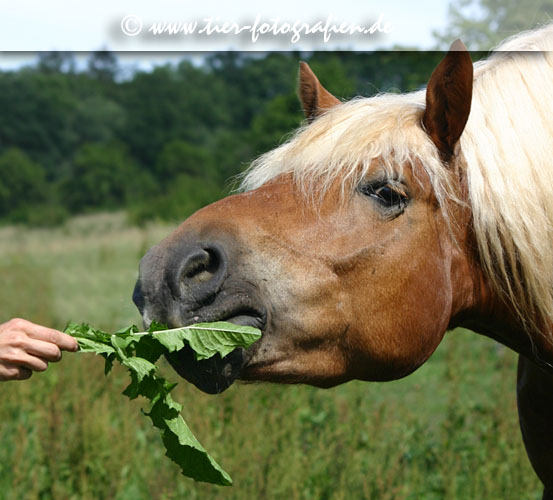 Haflinger