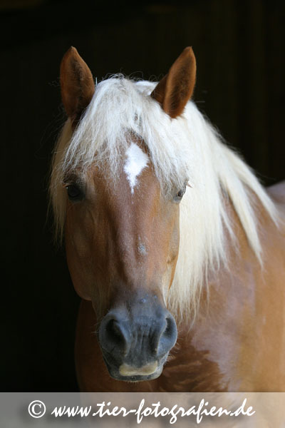 Haflinger Wallach
